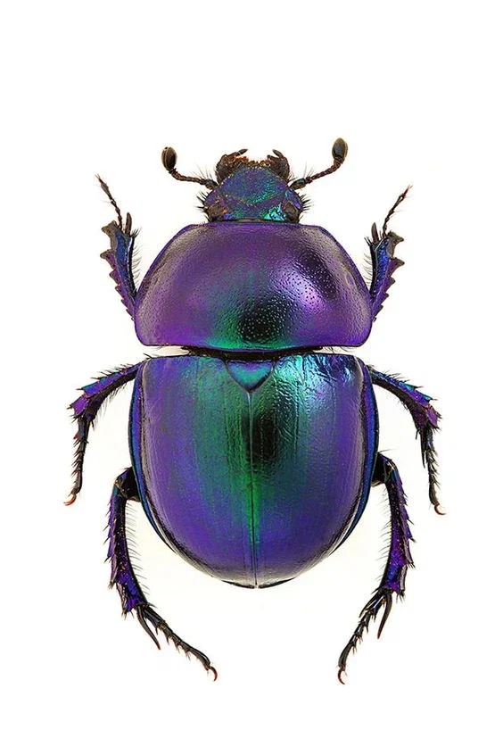 Bug summons you