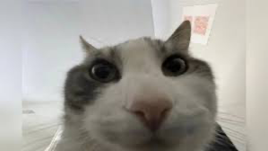 Silly kitty!