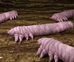 eyelash mite