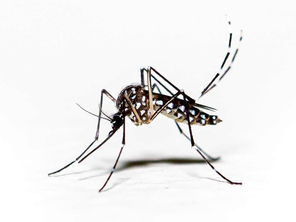 mosquito 