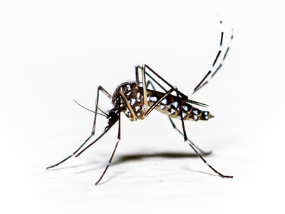 mosquito 