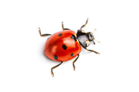 ladybug