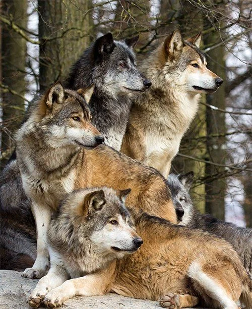 Werewolf Family