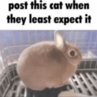 MORE QUESTIONS