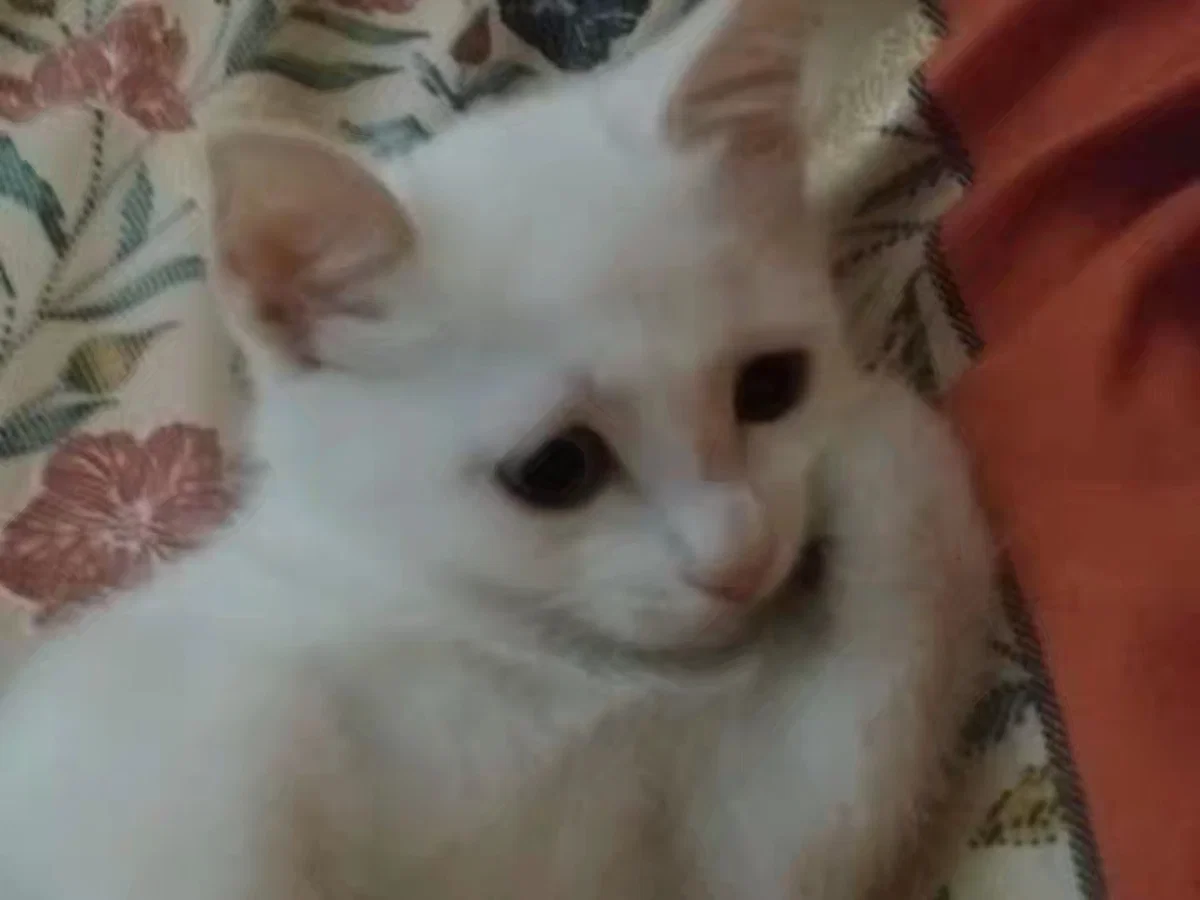  ̄꒳ ̄