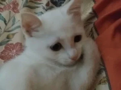  ̄꒳ ̄
