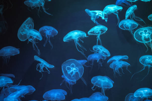 (PLEASE READ) 500 Fathoms, Counting 