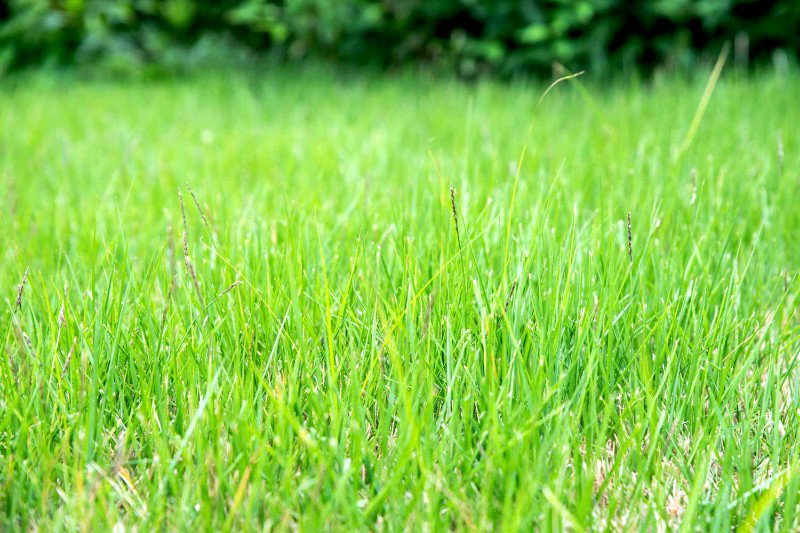 Grass