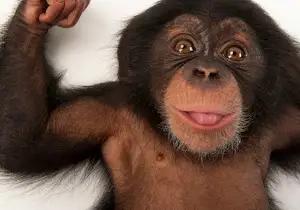 Monky 