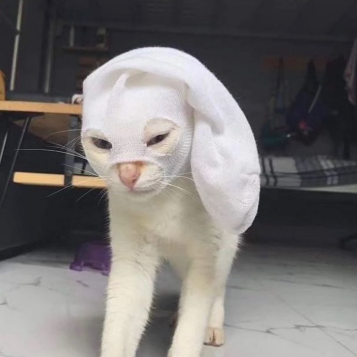 Thug cat