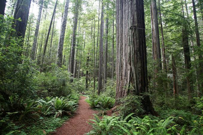 The Redwoods