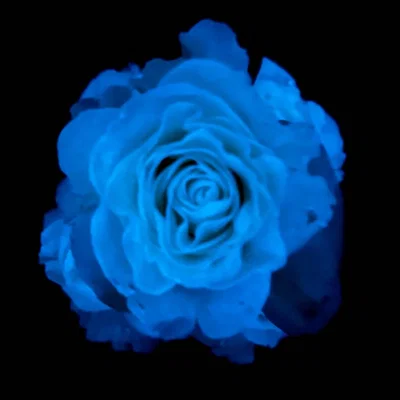 My dog died today.