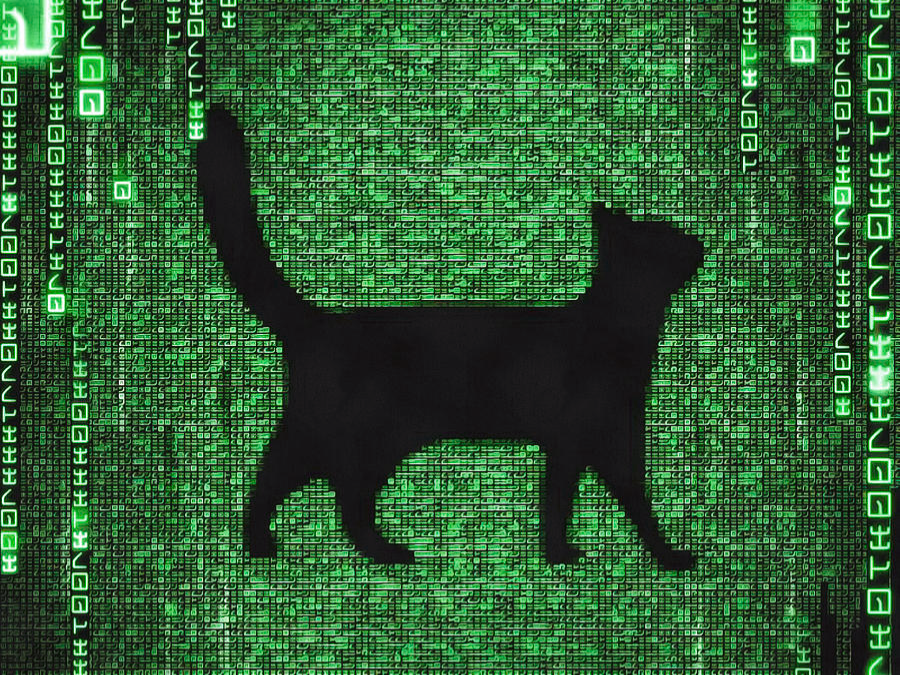 A kitty virus