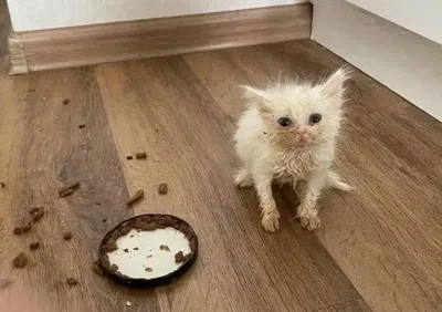 The Fucking Cat