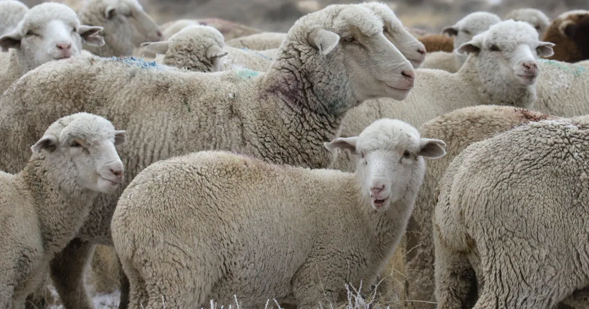 Eleven fucking sheep