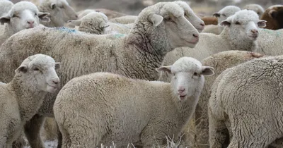 Eleven fucking sheep