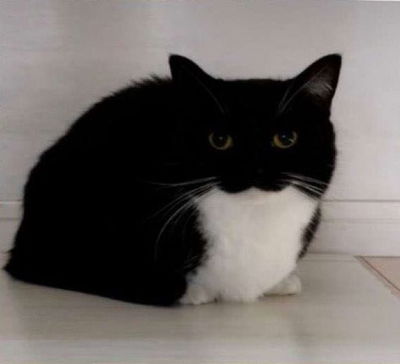 a cat
