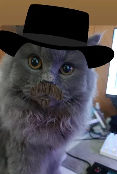 Dutch x Cat User