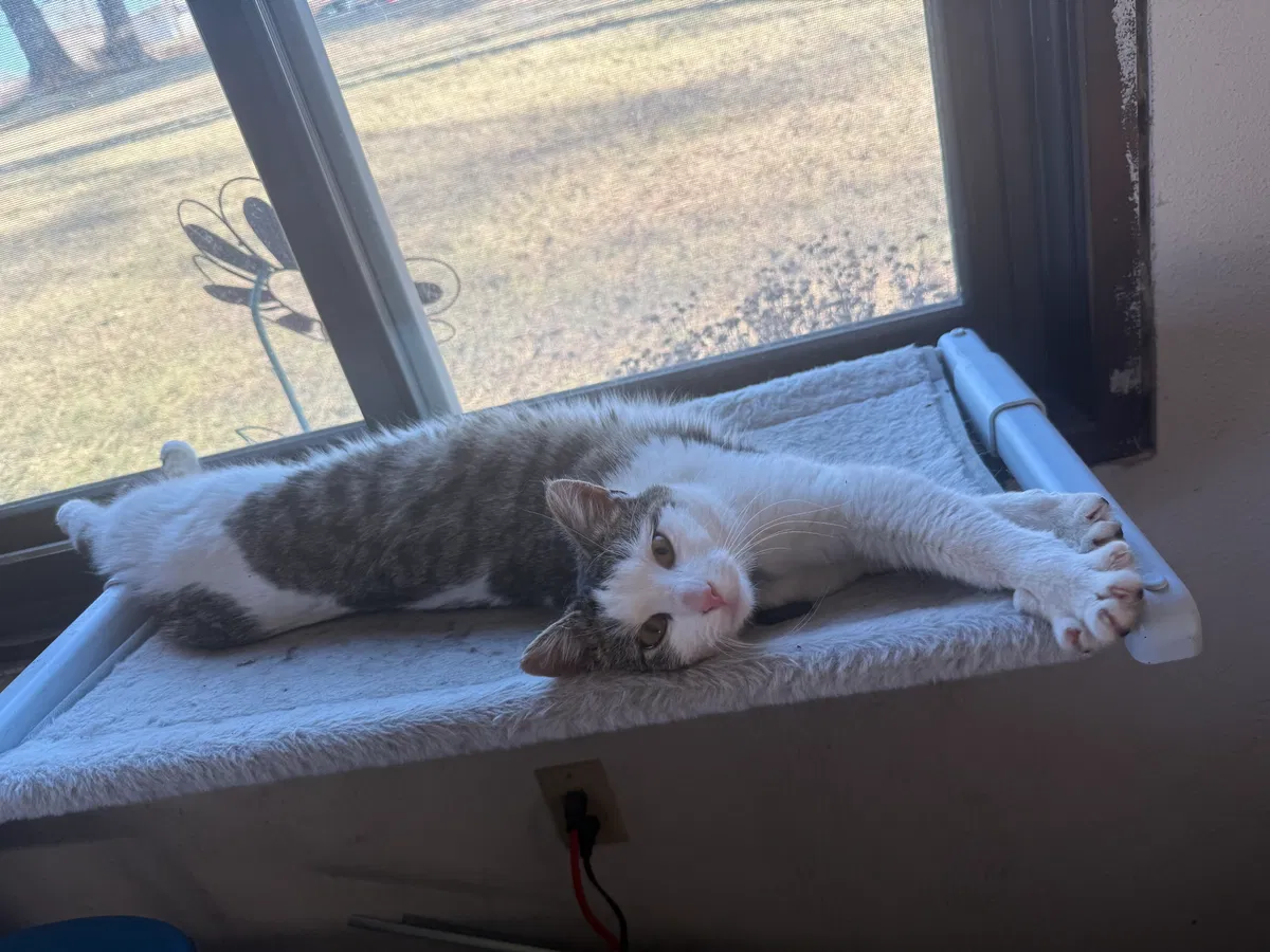 MORE KITTY
