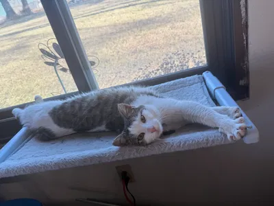 MORE KITTY