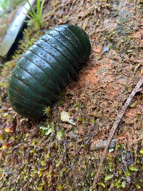 Giant PillBug