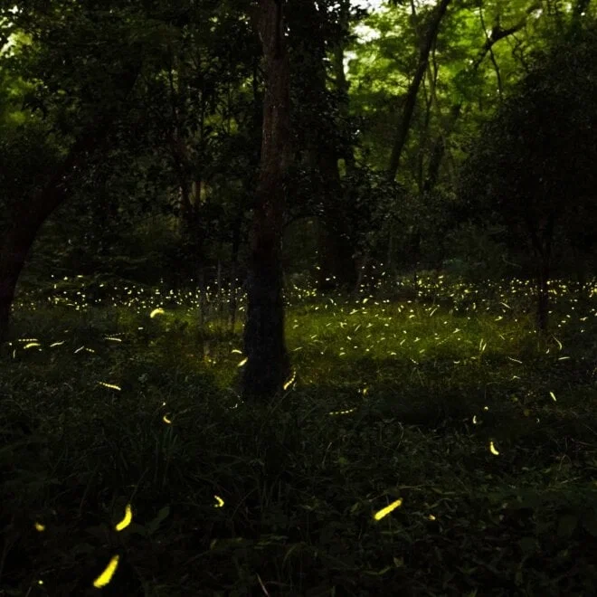 Genuinely Generic and Mildly Mystical Magic Forest