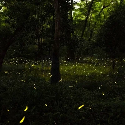Genuinely Generic and Mildly Mystical Magic Forest