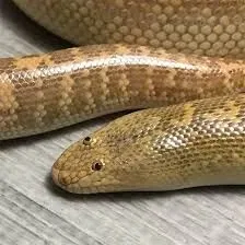 Snake :D