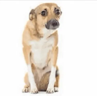 Comment section