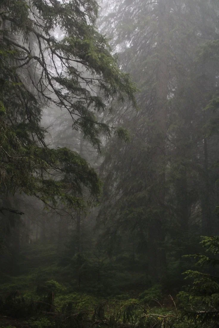 A magical and dangerous forest.