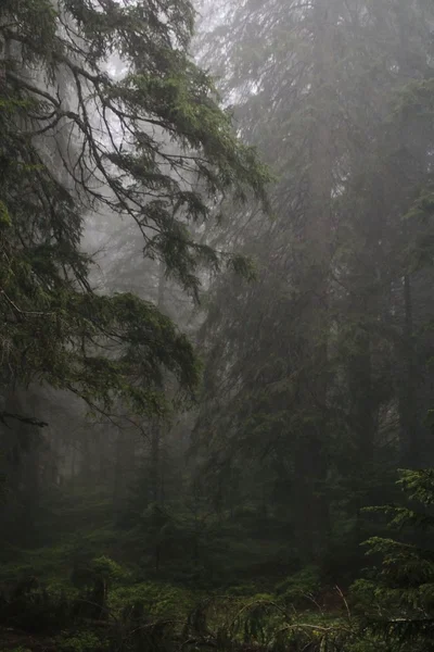 A magical and dangerous forest.