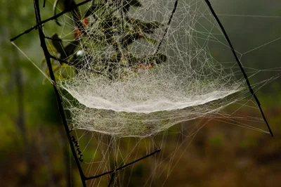 The Spiders' Subjugation