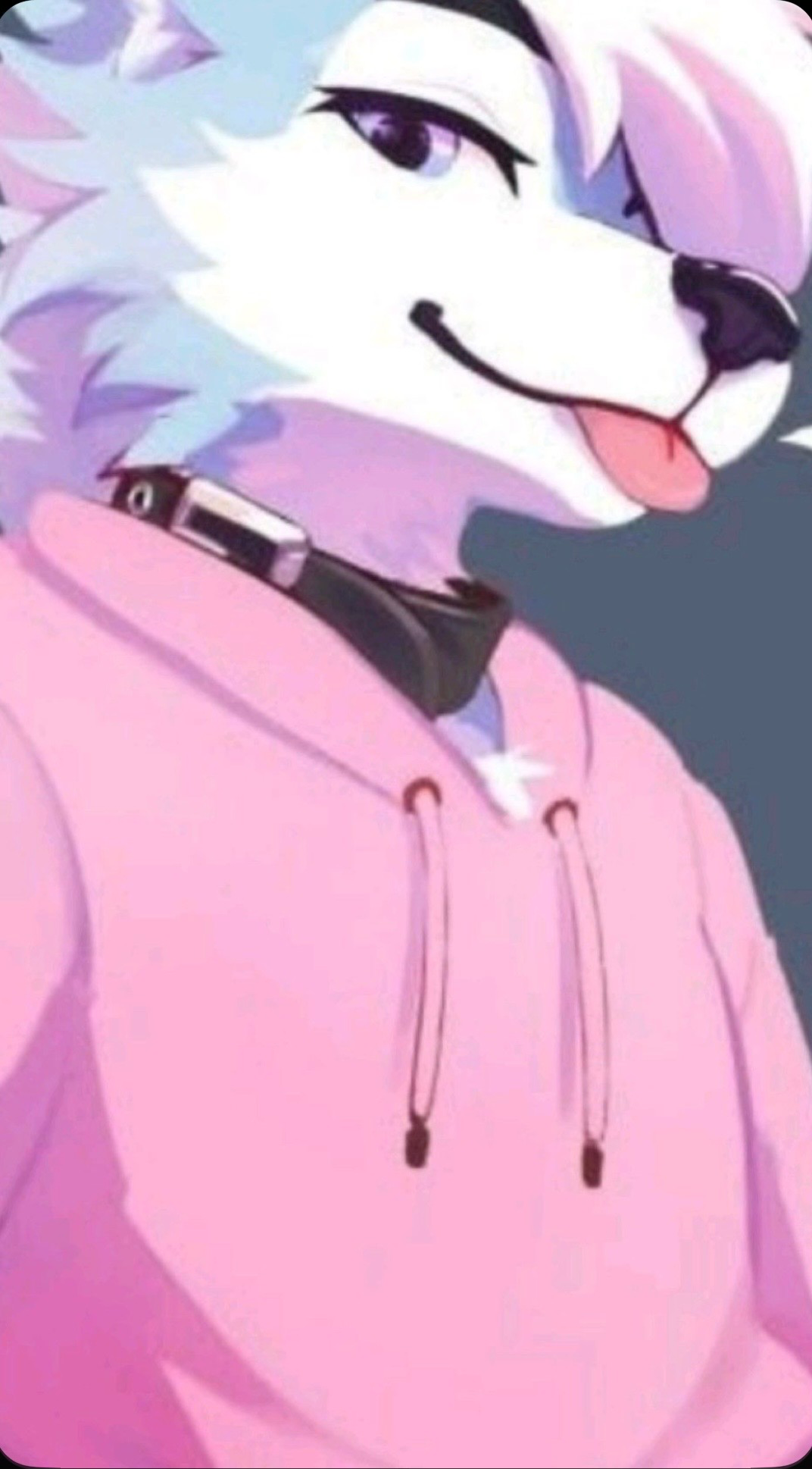 Quinn || Dog Collar Days