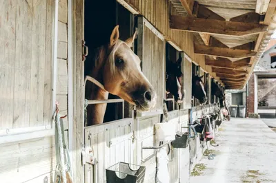 Equestrian RPG