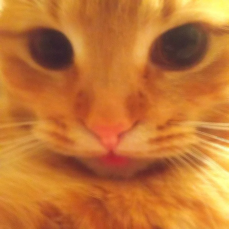 Hi