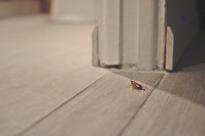 Spellbound Cockroach