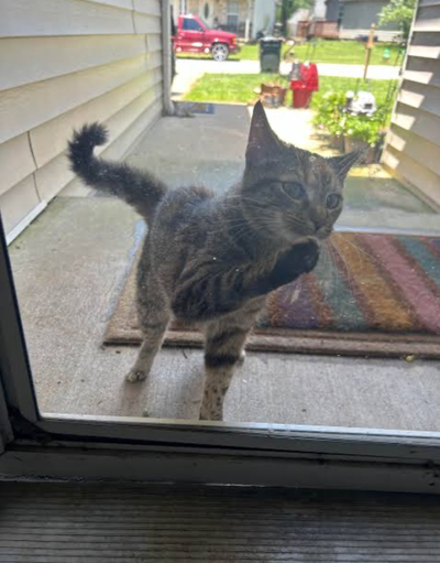 That stupid cat that I hate