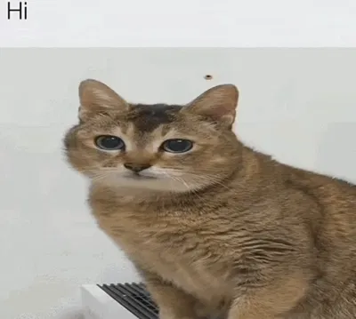 possibly going on hiatus
