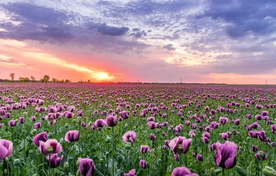 The World Gone Beautiful 