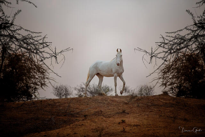 00- Horse breeds