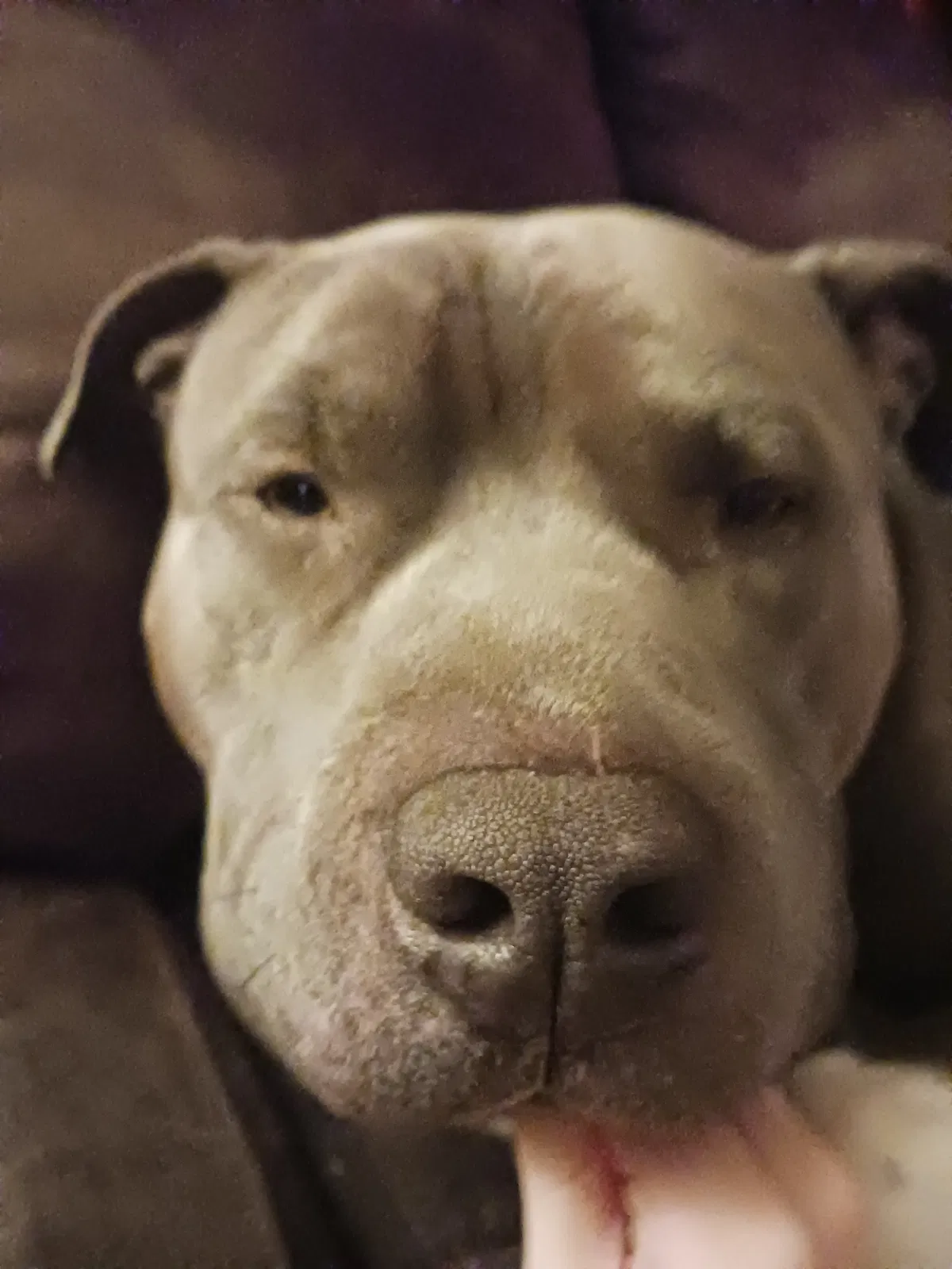 Look at my dog.