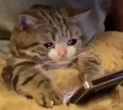 my goodbye (maybe)