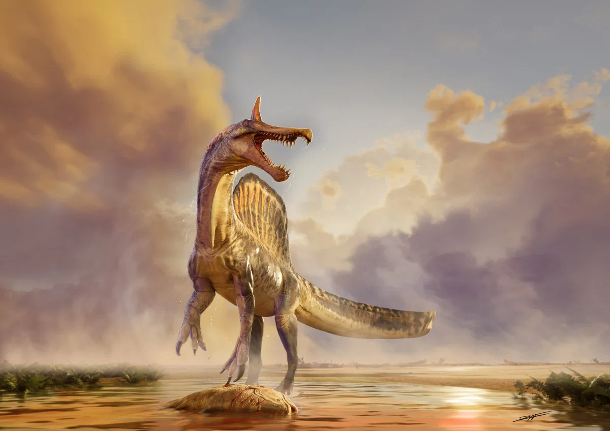 Spinosaurus Mirabillis