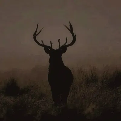 James Potter
