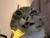 BOT REQUEST 3