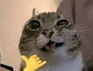 BOT REQUEST 3