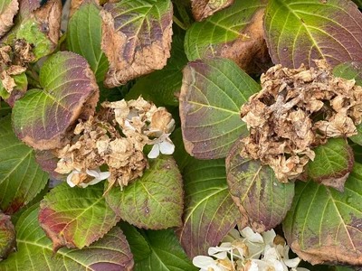 Rotten Hydrangea Cookie