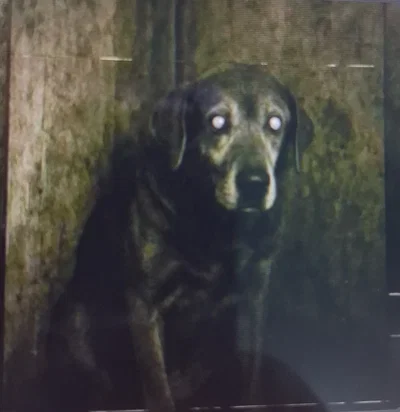 Lucy...is not a dog...