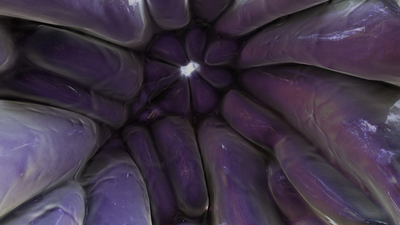 Abby’s stomach ( )