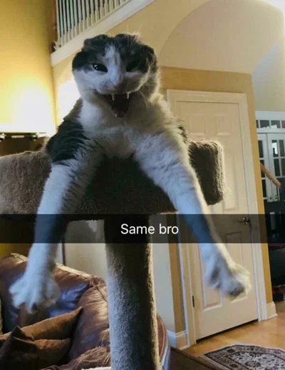 yoinky sploink